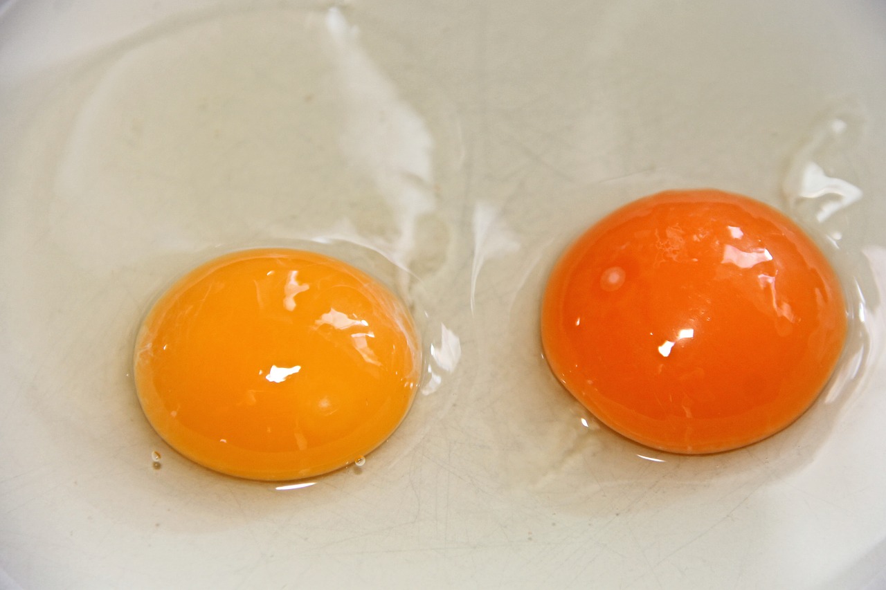 Ilustrasi kuning telur dan putih telur. (pixabay)