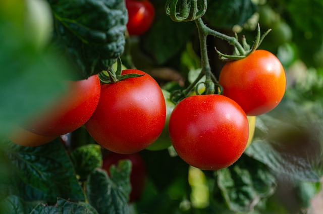 tomat segar. (pixabay)