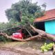 Kondisi rumah warga yang terkena pohon tumbang di Kecamatan Kendal, Kabupaten Kendal, Provinsi Jawa Tengah. (via BNPB)