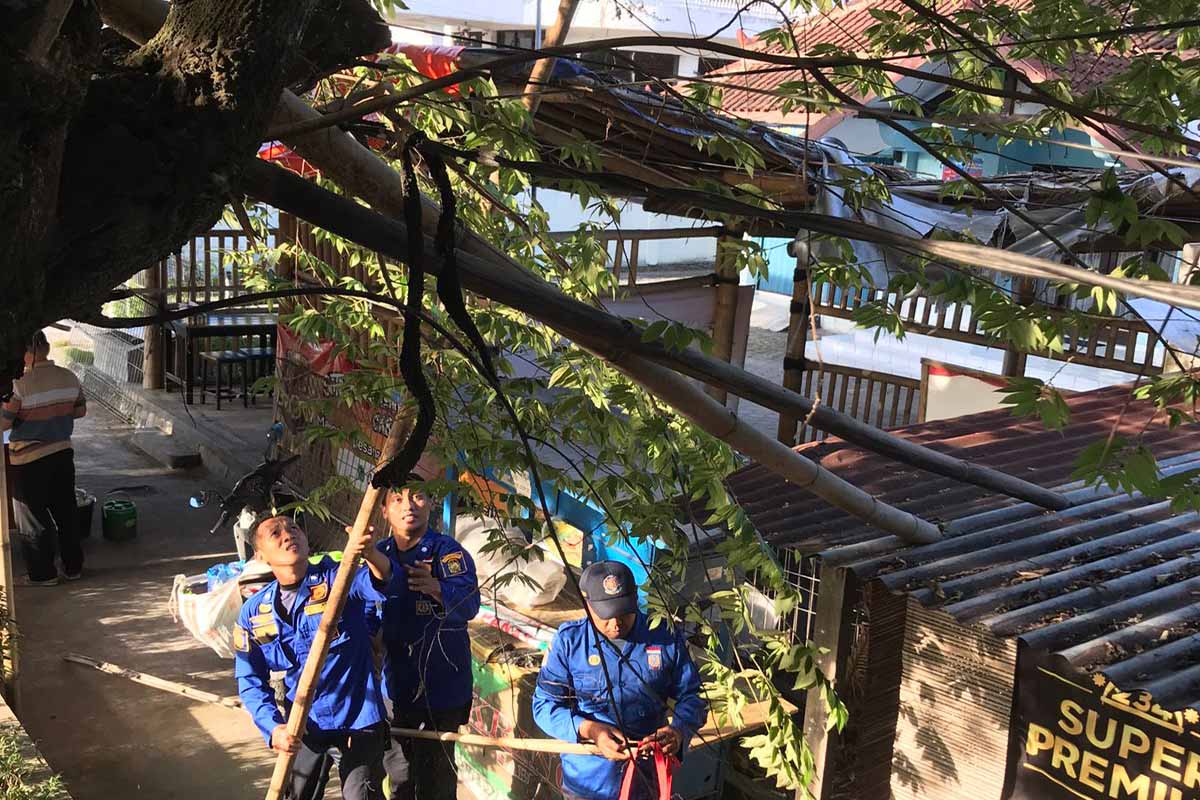 petugas damkarmat yogyakarta coba evakuasi kucing dari pohon. (damkarmat yogyakarta)