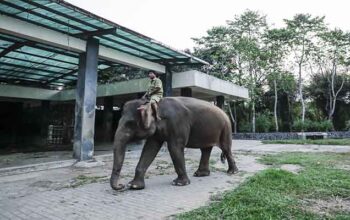 Foto Gajah di Borobudur Dipindahkan ke Gembira Loka Jogja. (dok. PT TWC)