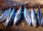 Cara Pilih Ikan Segar dan Ciri Seafood yang Baik. (pixabay)